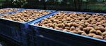 Providing an intuitive, accurate packhouse solution to contribute to a fruit producer's success as Australian market share leader in two ...