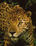 BRINGING EL TIGRE HOME - JAGUAR RECOVERY IN THE U.S. SOUTHWEST - DEFENDERS OF WILDLIFE