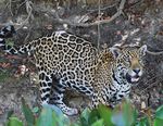 BRINGING EL TIGRE HOME - JAGUAR RECOVERY IN THE U.S. SOUTHWEST - DEFENDERS OF WILDLIFE