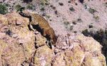 BRINGING EL TIGRE HOME - JAGUAR RECOVERY IN THE U.S. SOUTHWEST - DEFENDERS OF WILDLIFE