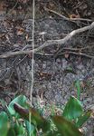 BRINGING EL TIGRE HOME - JAGUAR RECOVERY IN THE U.S. SOUTHWEST - DEFENDERS OF WILDLIFE