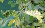 Cook Islands National Invasive Species Strategy And Action Plan 2019 2025 - CHM | CBD