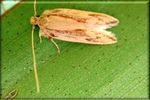 Cook Islands National Invasive Species Strategy And Action Plan 2019 2025 - CHM | CBD