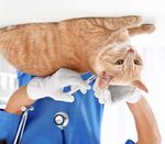 Medical Injections are Steadily Growing for Pets & Animal Companions - Pets get an estimated 500 million injections per year worldwide but need ...