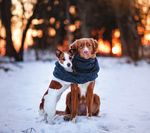 The Sempel Life at Pokey Creek Farm - Pioneer Utility ...