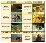 Backyard Habitat Certification Program Volunteer Manual - Spring 2021 - Together we're planting roots, creating habitat, and changing the world ...