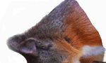 WIGHT SQUIRREL PROJECT - The Isle of Wight red squirrel conservation group