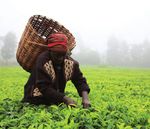 The hidden face of bullying ...and how the union can help - MAGAZINE OF THE NATIONAL UNION OF JOURNALISTS - National Union of ...