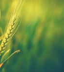 FOOD-FOR-THOUGHT WEEKLY - 17 July 2020 - Rand Agri