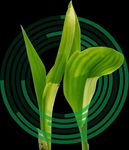 FOOD-FOR-THOUGHT WEEKLY - 17 July 2020 - Rand Agri