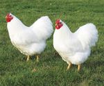 2021 Poultry Skillathon Study Guide - Morgan County
