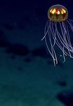 IN TOO DEEP WHAT WE KNOW, AND DON'T KNOW, ABOUT DEEP SEABED MINING - WWF