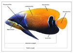The Relationship between Blue-Girdled Angelfish - Macrothink Institute