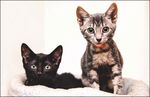 Chronicle - Copper Country Humane ...
