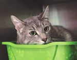 Chronicle - Copper Country Humane ...