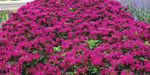 In 2020 summer trials. Perennials - vaughn's view - Greenhouse Product News