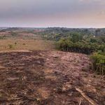 Ribeye beef sold at Lidl in The Hague linked to Brazilian deforestation