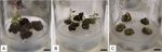 Establishment of plant regeneration system for young leaf explants of Cassia mimosoides