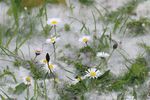 DISCOVER LONDON'S WILDLIFE - LONDON BIRD CLUB A section of The London Natural History Society