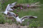 DISCOVER LONDON'S WILDLIFE - LONDON BIRD CLUB A section of The London Natural History Society
