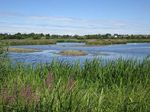 DISCOVER LONDON'S WILDLIFE - LONDON BIRD CLUB A section of The London Natural History Society