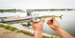 WHAT'S HAPPENING AT THE WHARF? - Ecology ...