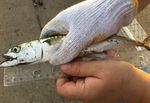 WHAT'S HAPPENING AT THE WHARF? - Ecology ...