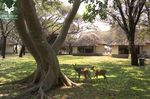 4 DAY GUIDED KRUGER PARK SAFARI - THE IVORY TRAIL - Safaria