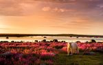 2021 BIRDS, BEARS & BELUGAS - JULY-AUGUST SEALRIVERHERITAGELODGE - CHURCHILL WILD