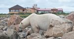 2021 BIRDS, BEARS & BELUGAS - JULY-AUGUST SEALRIVERHERITAGELODGE - CHURCHILL WILD