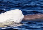 2021 BIRDS, BEARS & BELUGAS - JULY-AUGUST SEALRIVERHERITAGELODGE - CHURCHILL WILD