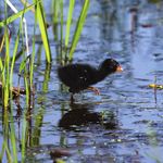 The Spotted Turtle Beaver Creek Wetlands Association