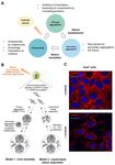 The Emerging Role of Stress Granules in Hepatocellular Carcinoma - MDPI