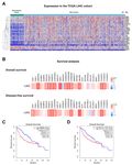The Emerging Role of Stress Granules in Hepatocellular Carcinoma - MDPI