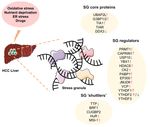 The Emerging Role of Stress Granules in Hepatocellular Carcinoma - MDPI