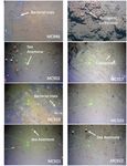 Effectiveness of Fluorescent Viability Assays in Studies of Arctic Cold Seep Foraminifera