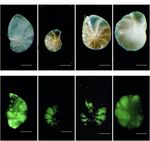 Effectiveness of Fluorescent Viability Assays in Studies of Arctic Cold Seep Foraminifera
