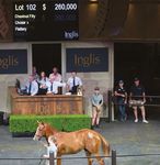 Inglis Riverside Stables - Exterity