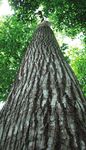 Ornamental Stingrays: Field trip aims to gather data for a population study of the species Potamotrygon - Committee for the Amazon Regional ...