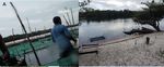 Ornamental Stingrays: Field trip aims to gather data for a population study of the species Potamotrygon - Committee for the Amazon Regional ...