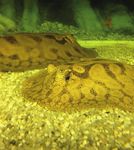 Ornamental Stingrays: Field trip aims to gather data for a population study of the species Potamotrygon - Committee for the Amazon Regional ...