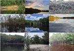 Ornamental Stingrays: Field trip aims to gather data for a population study of the species Potamotrygon - Committee for the Amazon Regional ...