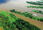 Ornamental Stingrays: Field trip aims to gather data for a population study of the species Potamotrygon - Committee for the Amazon Regional ...