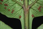 Ornamental Stingrays: Field trip aims to gather data for a population study of the species Potamotrygon - Committee for the Amazon Regional ...