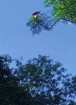 Ornamental Stingrays: Field trip aims to gather data for a population study of the species Potamotrygon - Committee for the Amazon Regional ...