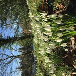 INSIDE THIS - The Bourtons