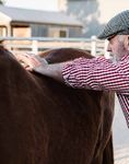 A LIFE STORY FULL OF TWISTS AND TURNS LED DAVID FAIRCLOUGH TO OPEN AN ANIMAL OSTEOPATHY PRACTICE IN NEWHAM, VICTORIA - Ranges Animal ...