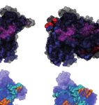 Viral shape-shifting: norovirus evasion of the human immune system