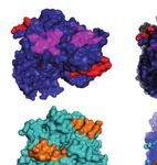 Viral shape-shifting: norovirus evasion of the human immune system