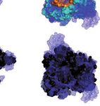 Viral shape-shifting: norovirus evasion of the human immune system